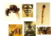 Oxybelus haemorrhoidalis